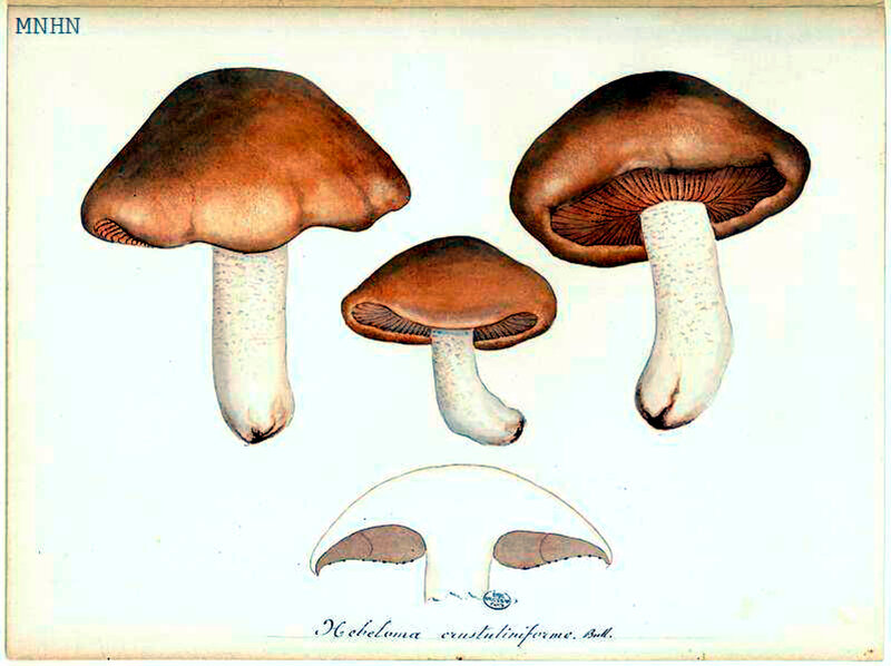 94 Hebeloma crustuliniforme