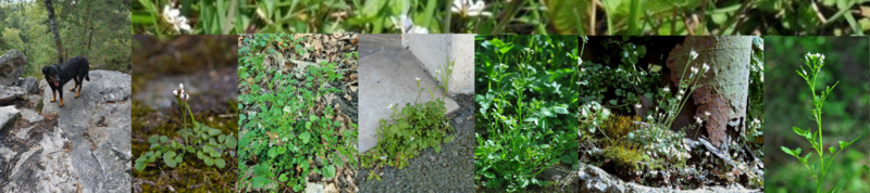 10 CARDAMINE