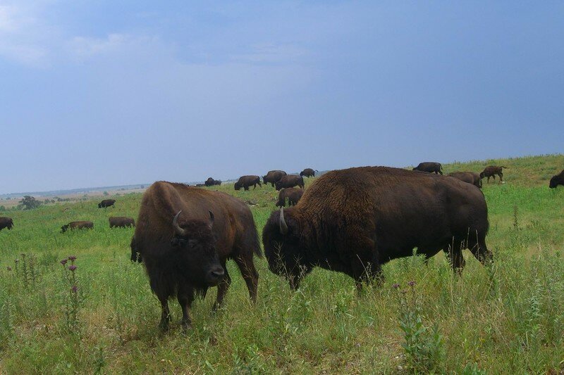 bison15