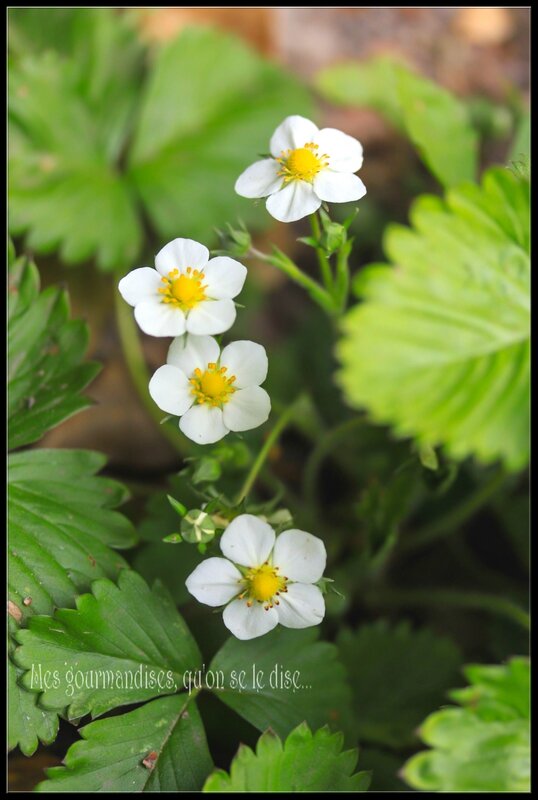 fraisiers en fleur au jardin