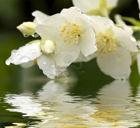 5050102_flower_of_jasmin_with_dew_drops