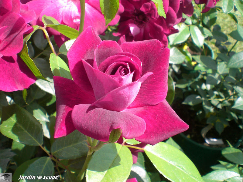 Rosa 'Burgundy Ice' • Rose Ancienne André Eve
