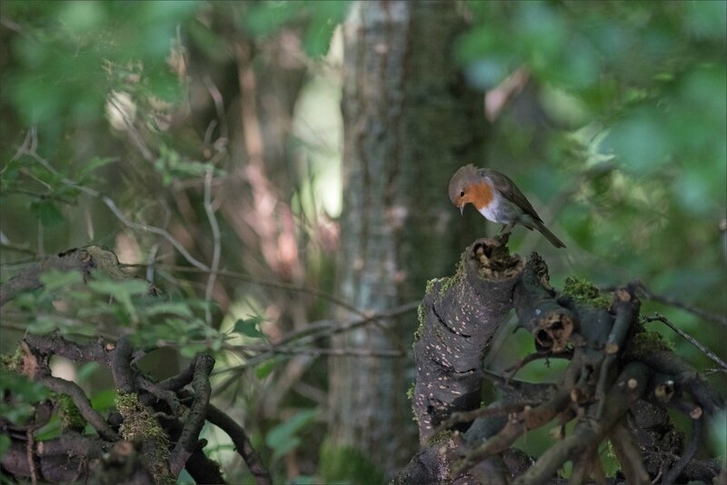 Galuchet oiseau rouge-gorge 200617 1