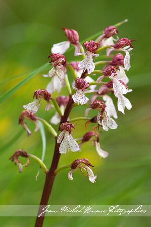 2011_05_07_Orchis_pourpre_02