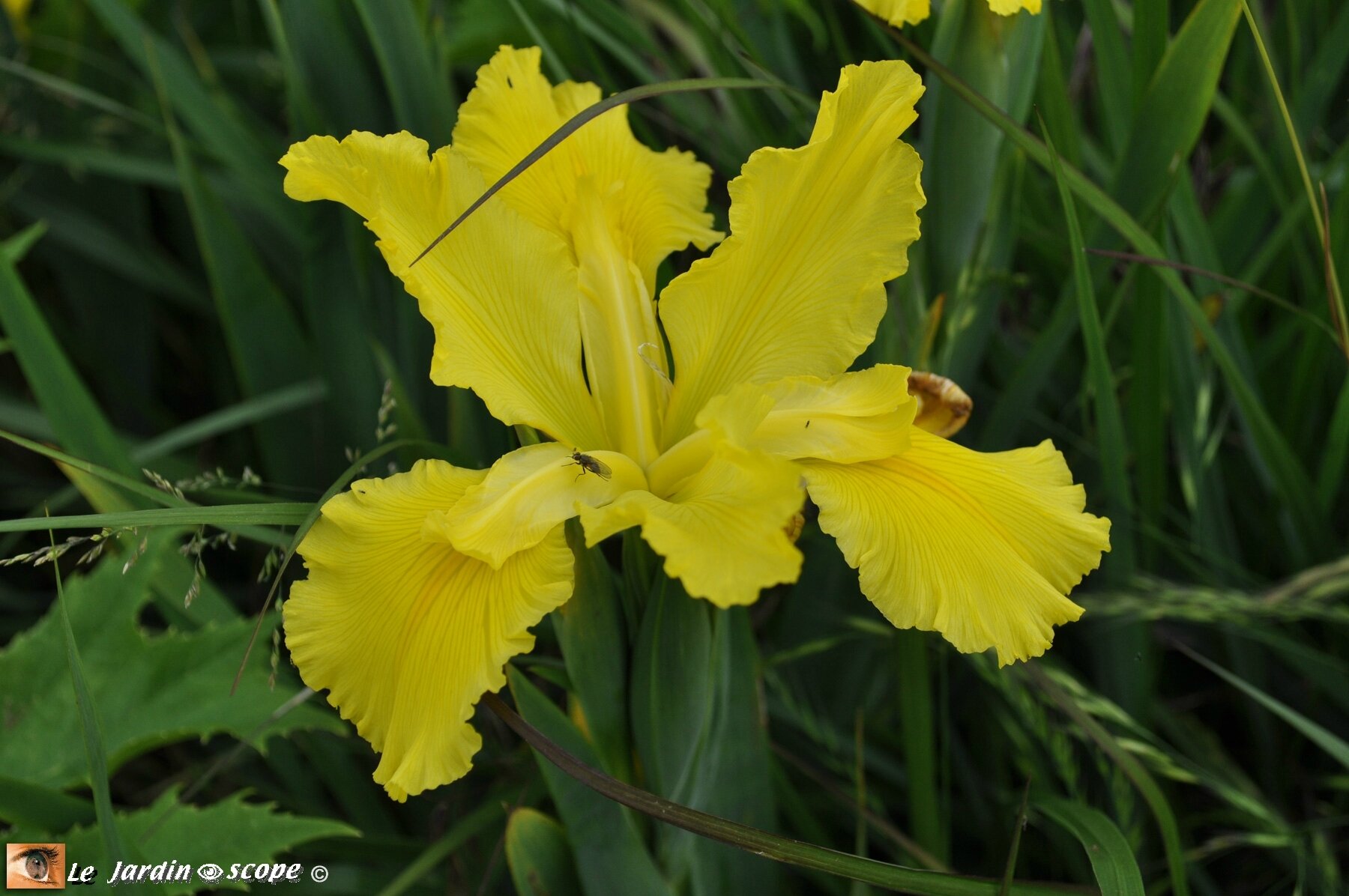 Iris des marais • Iris pseudacorus • Famille des Iridaceae