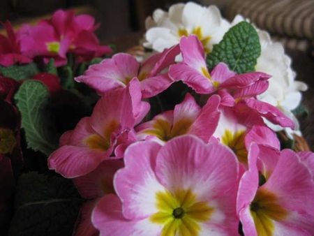 fleurs mars 2012 004