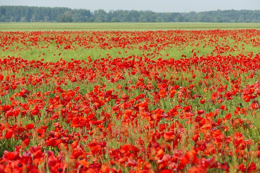 poppies-1982082__340