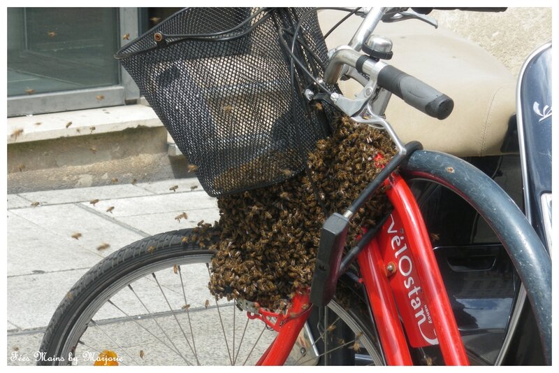 Les abeilles et le vélo Nancy