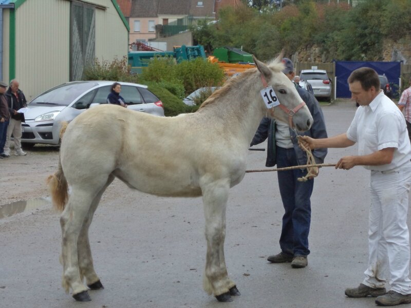 Elem 2 - Concours de Poulains - Desvres (62) - 17 Octobre 2014