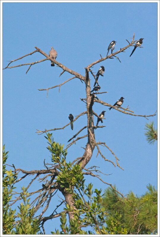 ville pies ramier arbre mort 040814 2