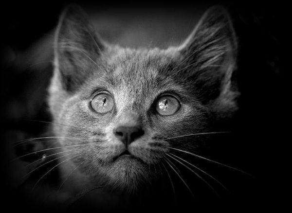 chat-aux-aguets-012