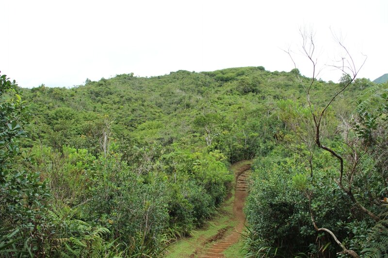 La forêt d'Eden Liberia