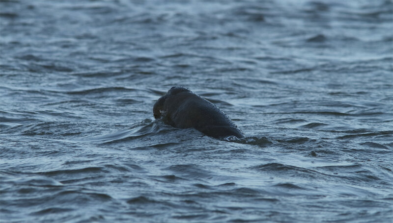 Trichechus manatus manatus - Lamantin des Antilles