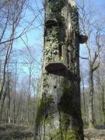 arbre mort