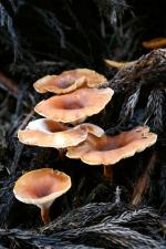 Clitocybe acromelalga dokusasako 2