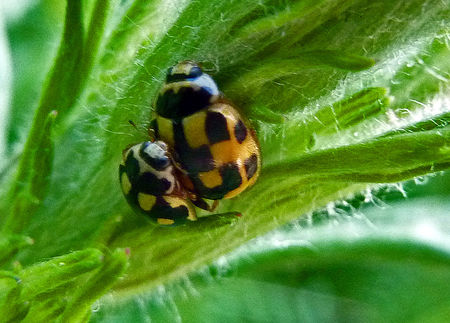 coccinelles