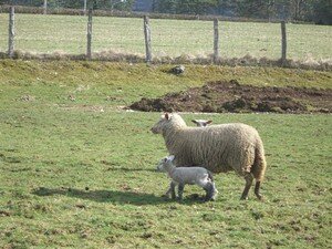 03_08_moutons_010