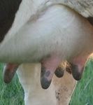 cows552