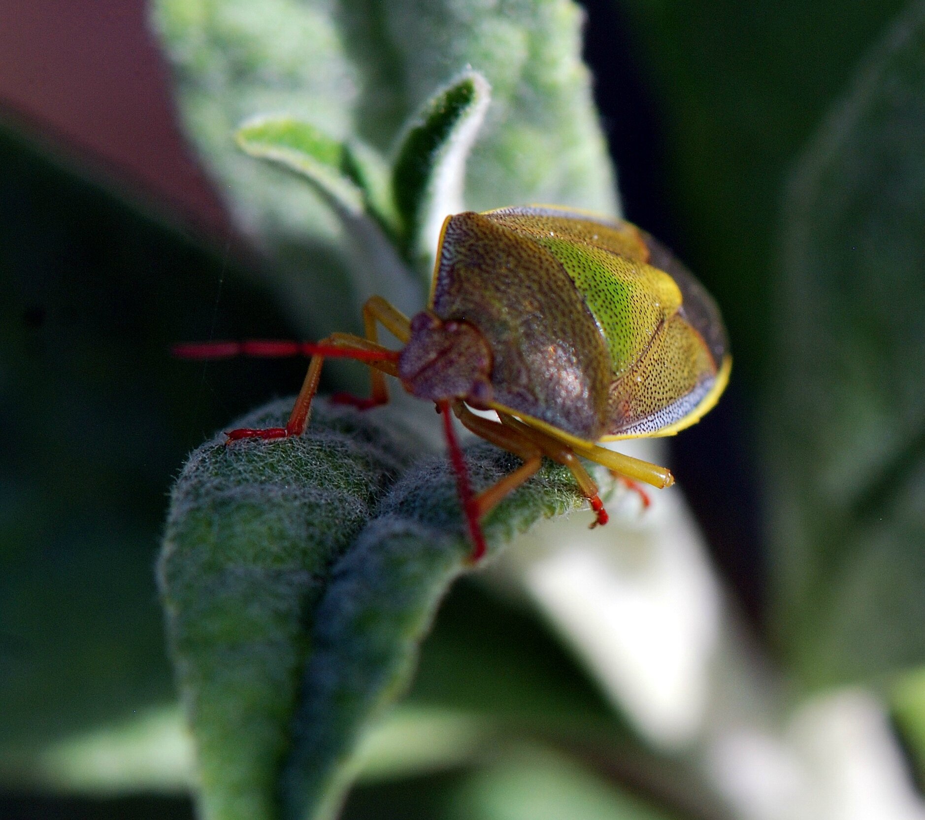 La Punaise ponctuée (Piezodorus lituratus)