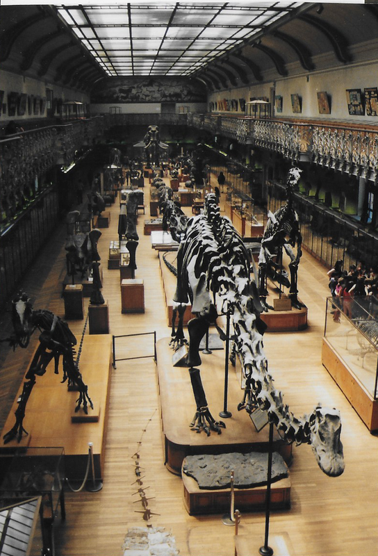 galerie de paleontologie (1)