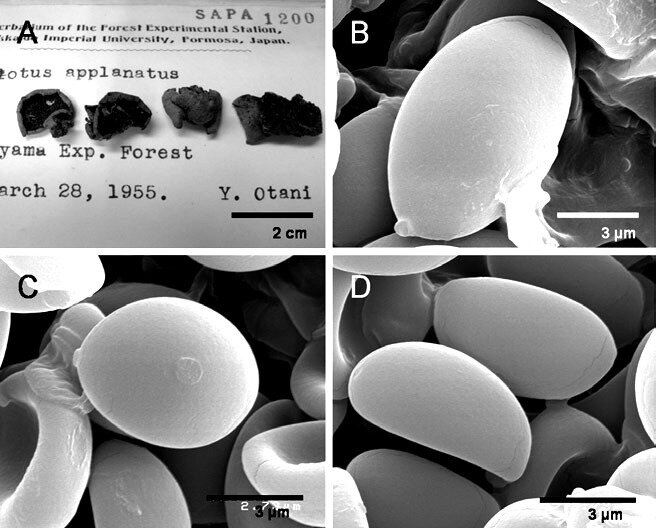 Crepidotus calolepis Fig 3