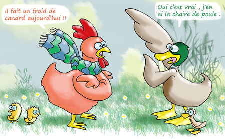 La_poule_et_le_canard