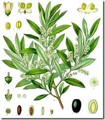 Olea_europaea_-_Köhler–s_Medizinal-Pflanzen-229