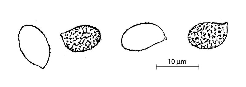 Tassi 236 fig_0002