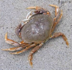 crabe