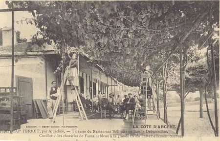 Chasselas-de-Fontainebleau