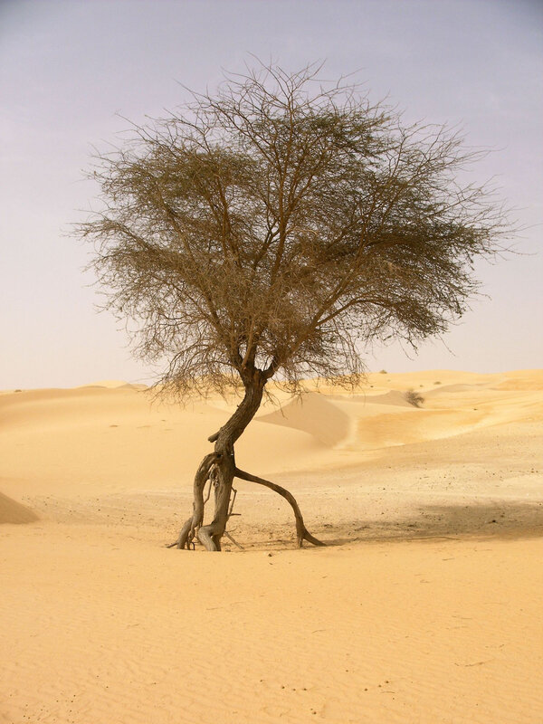 Les dunes se déplacent, pas les arbres