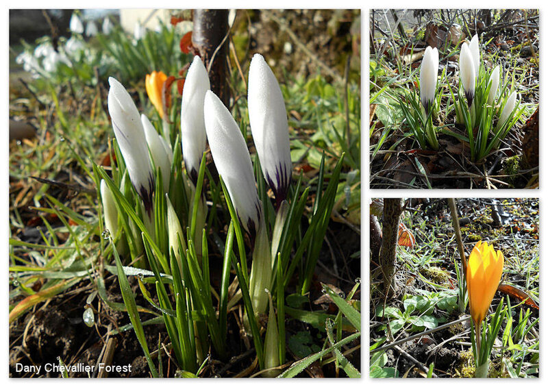 premiers crocus