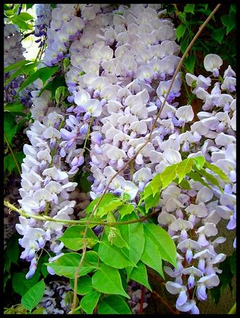 glycine