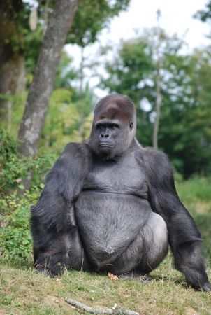 male_gorille