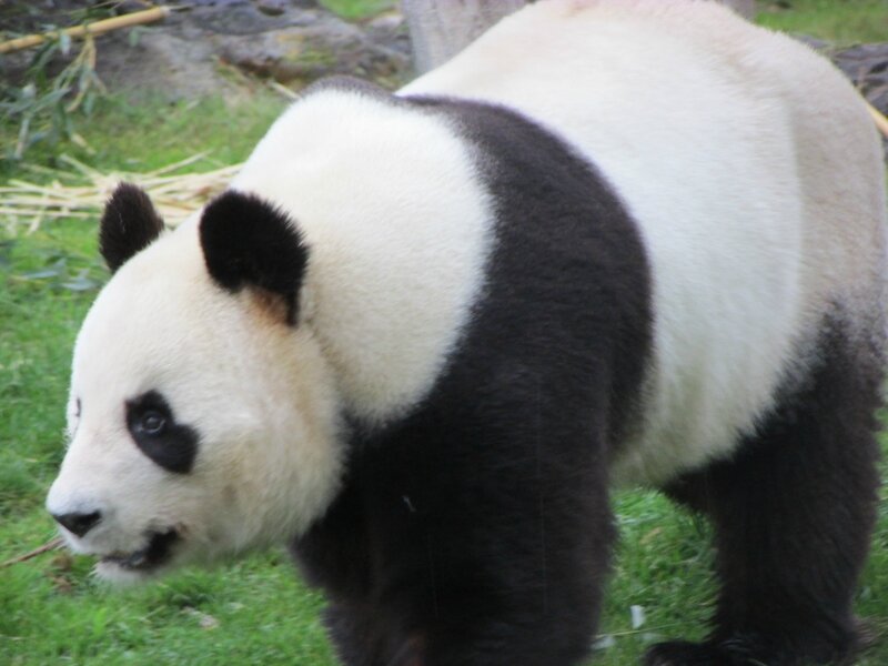 Panda géant
