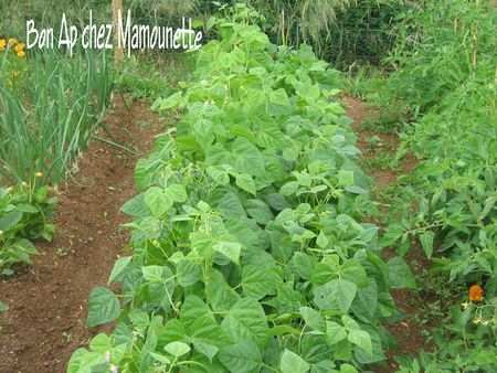 Jardin__haricots__tomates__salades__surfinia_003