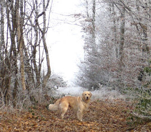 Apollon_bois_le_13janvier