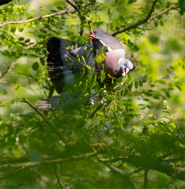 Oiseau pigeon ramier palombe acacia 030522 3