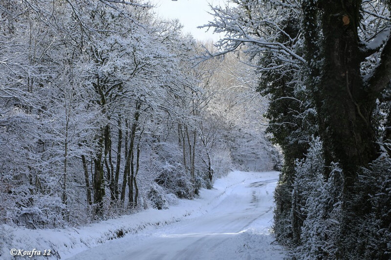 Photos JMP©Koufra 12 - Cornus - Neige - 28012019 - 0249