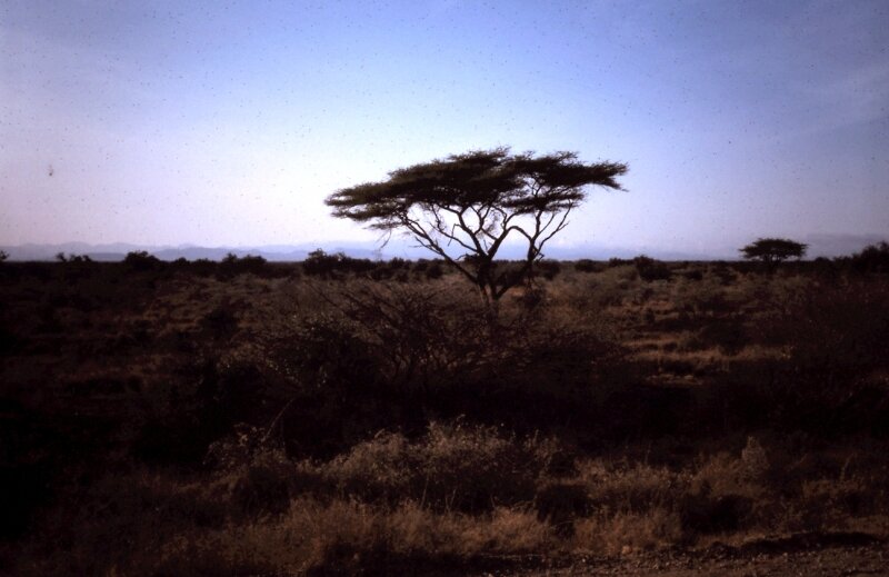 amboseli paysage z