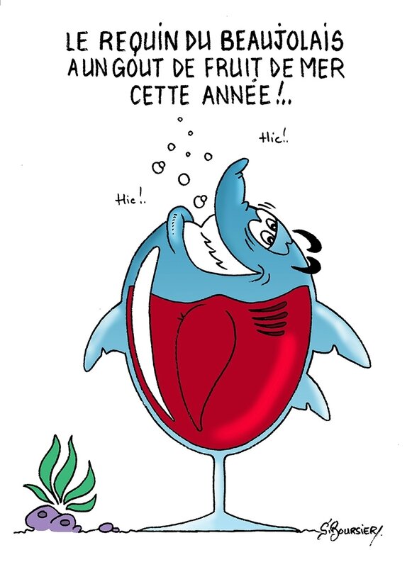 requin beaujolais 2 coul web