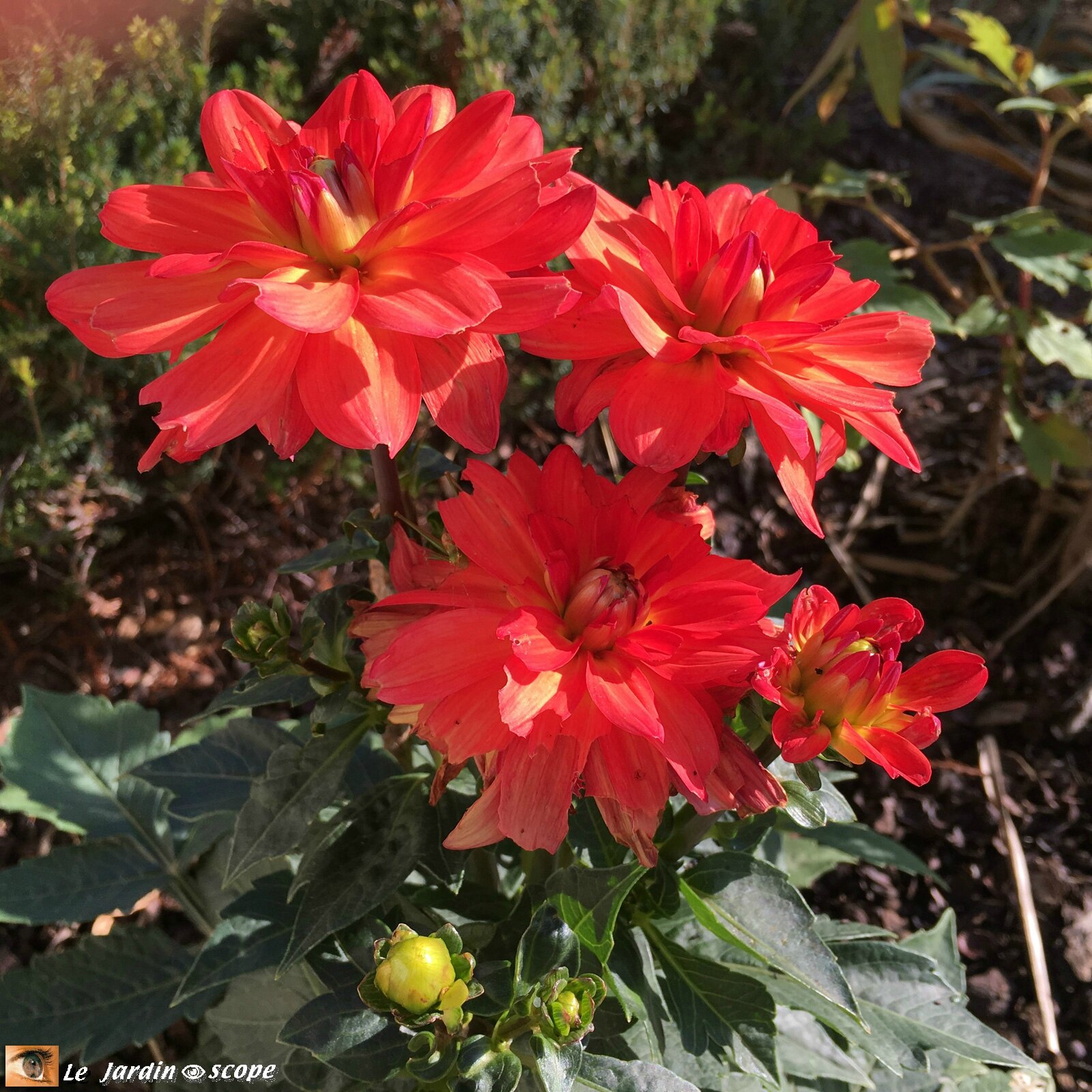 Dahlia 'Valentino' (Label Rouge)