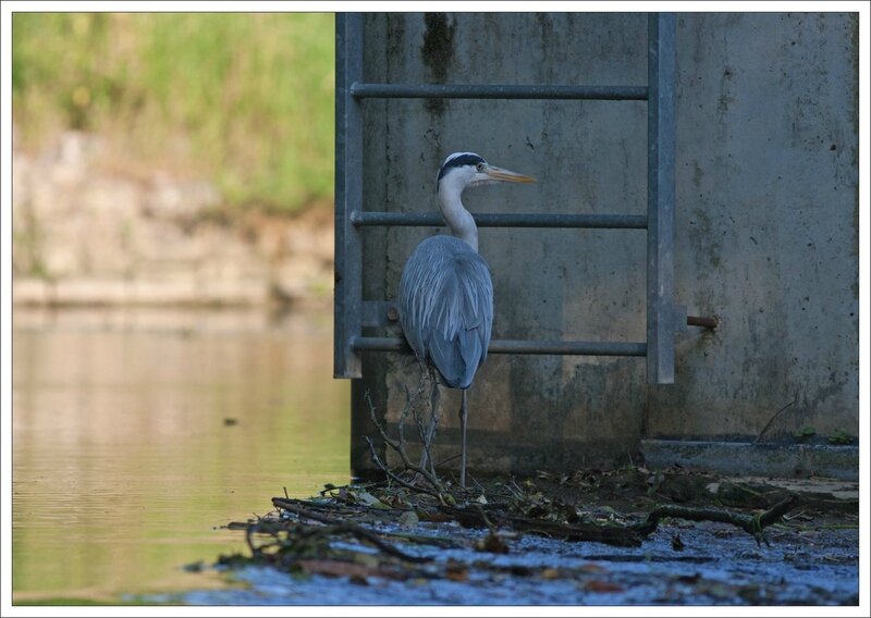 ville heron echelle 120614 2