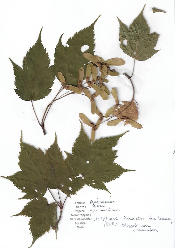 acer acuminatum