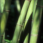 bambu_12