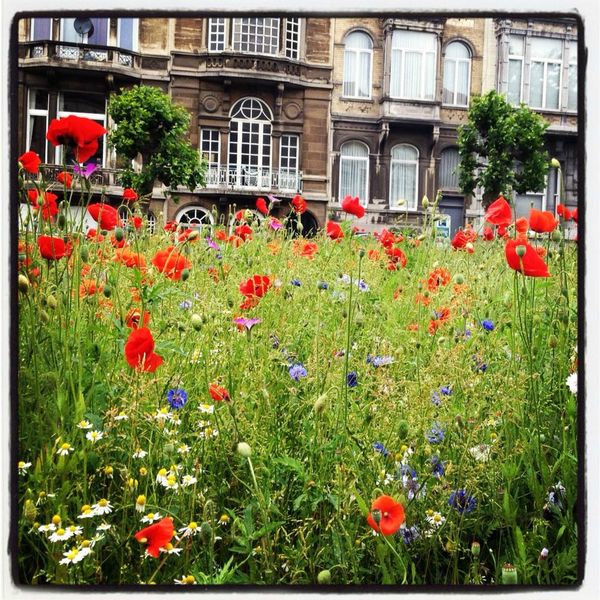 schaerbeek 21062013