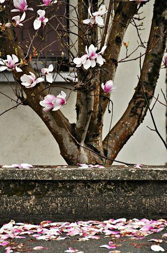 magnolia0