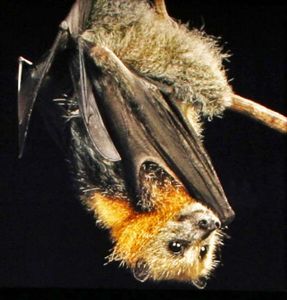 chauve_souris_2