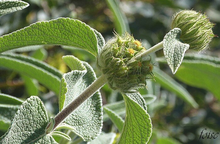 feuilles opposées ovales-oblongues fortement nervées-réticulées d'un vert olive-grisâtre