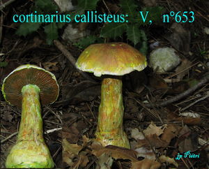 cortinarius_callisteus___n_653